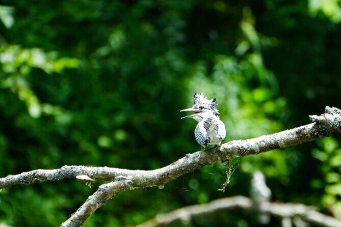 Exclusive Birdwatching Canoe with Ornithologist in Akan Mashu - Final Thoughts: Is It Worth It?
