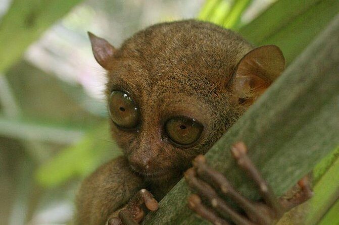 Exclusive Bohol,Philippines Chocolate Hills-Tarsier Tour - Authentic Feedback from Travelers