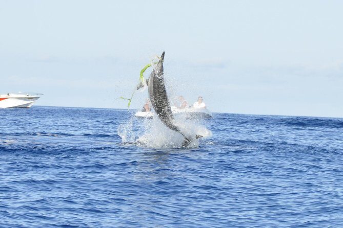 Exclusive Dolphins Encounter - The Experience of Watching Dolphins in Their Natural Habitat