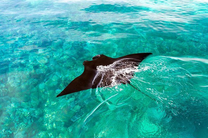 Exclusive Early Bird Komodo Tour: Beat the Crowds by Speed Boat - The Value of This Tour