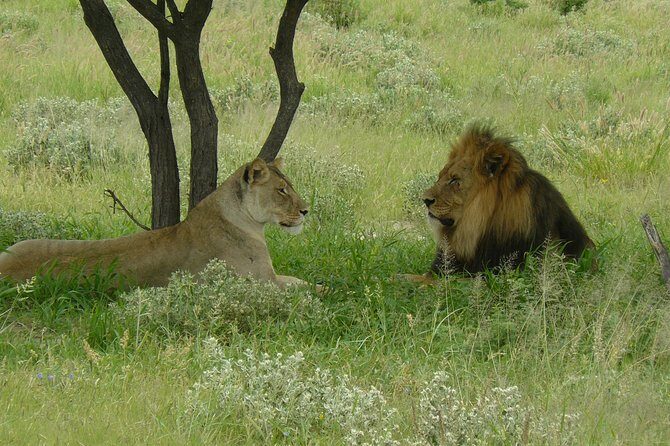 Exclusive full day Chobe game drive safari - Why This Tour Offers Good Value