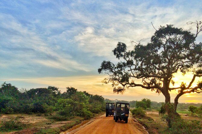 Exclusive : Full Day Leopard Safari at Yala National Park - Why Yala National Park?