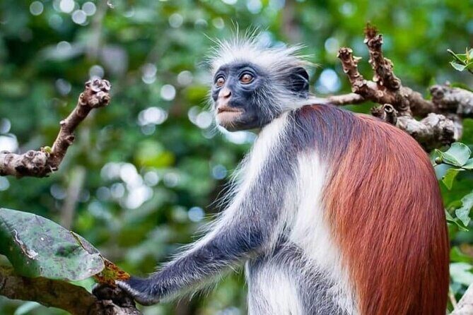 Exclusive Full-Day Zanzibar Adventure: Jozani Forest, Hidden Gems - Practical Details: What You Need to Know