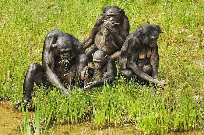 Exclusive Lola Ya Bonobo Sanctuary Tour - Exploring the Lola Ya Bonobo Sanctuary