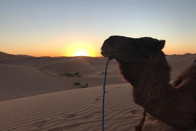 Exclusive Merzouga Desert Safari: Camel Ride, Sandsurf & Dinner - The Details That Matter