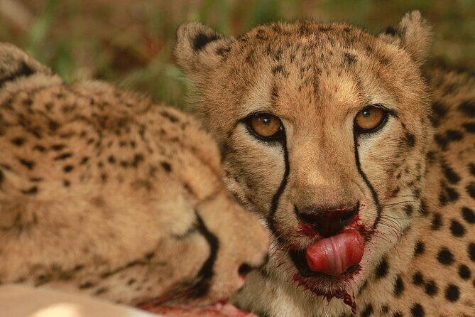 Exclusive Morning Game Drive Safari near Hoedspruit - The Guides: Knowledge and Hospitality