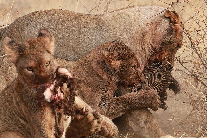 Exclusive Night Drive Safari near Hoedspruit - The Sum Up