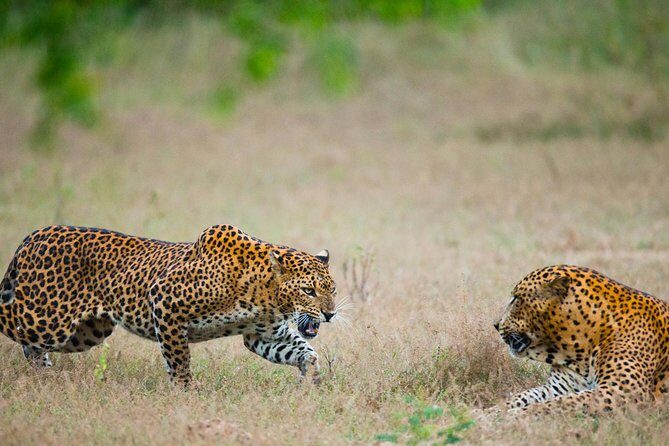 Exclusive : Overnight Leopard Safari with Luxury Glamping - Day 2: Early Morning Encounters