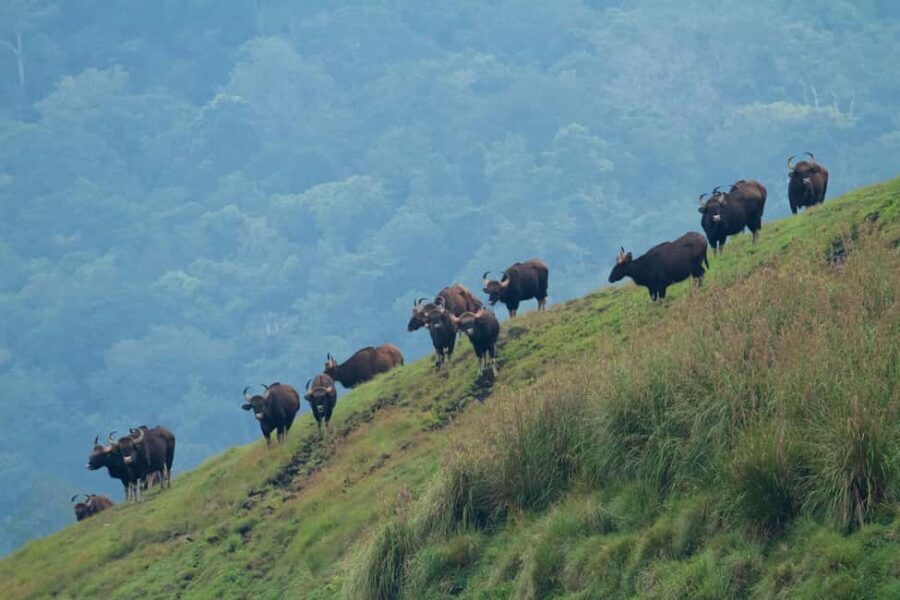 Exclusive Periyar Wildlife Sanctuary Tour(02 Nights/03 Days) - Evaluating the Value: Is It Worth It?