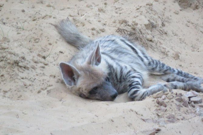Exclusive Safari at Jhalana Leopard Park Including Transfers - What the Reviews Say: The Good and the Not-So-Good