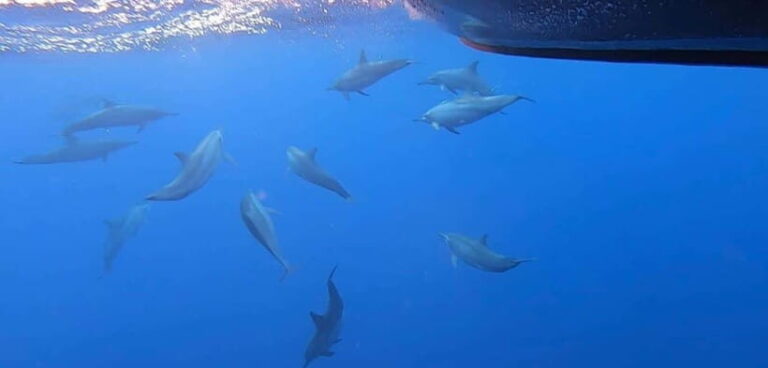 Exclusive Whale & Dolphin Tours in Sri Lanka: Trincomalee - Things to Keep in Mind