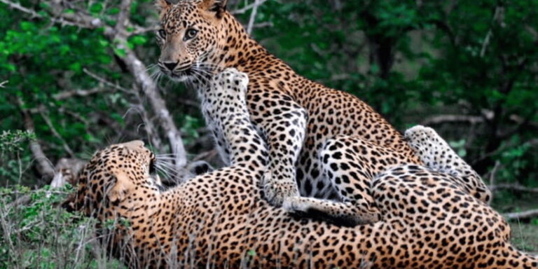 Exclusive : Wildlife Full Day Adventure in Wilpattu - The Itinerary in Detail
