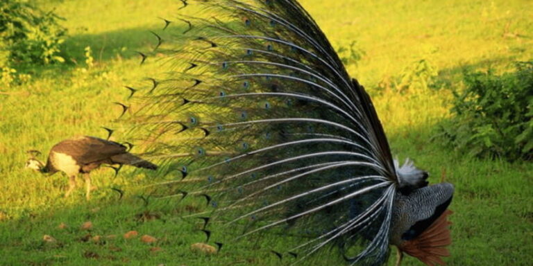 Exclusive : Yala National Park Afternoon Expedition - Who Will Love This Tour?