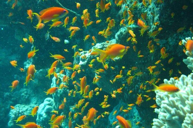 Excursion to Tiran Island by boat - The Value of the Tour