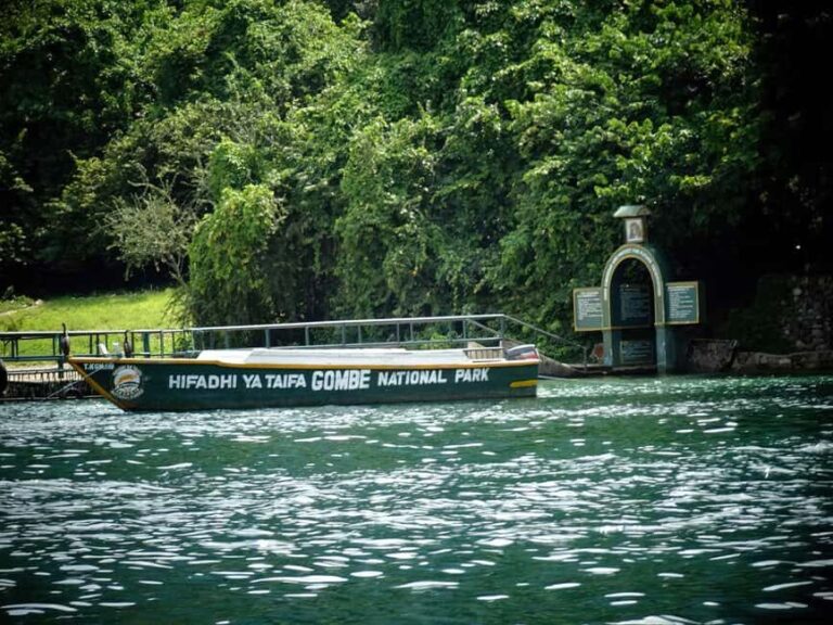 Experience 3 Day Chimps Tracking Gombe Stream National Park - How the Experience Feels