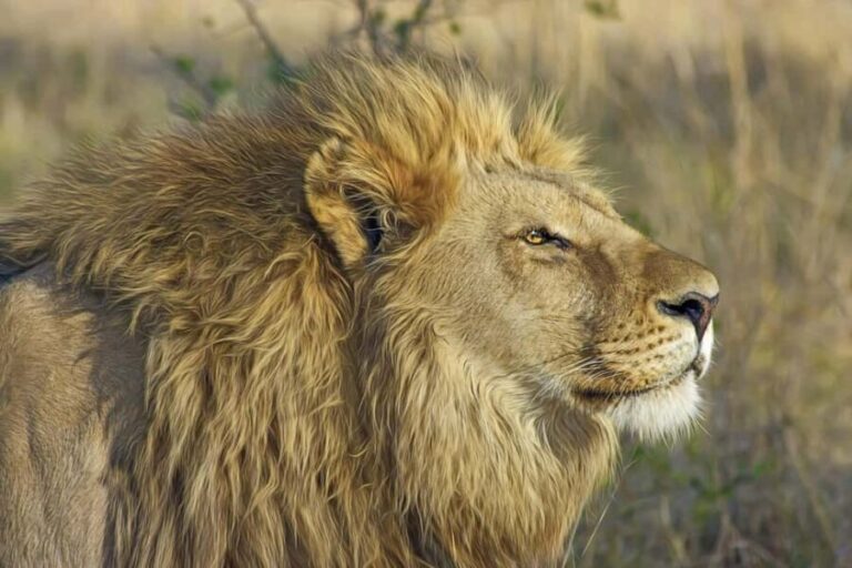 Experience an Amazing Big5 Safari near Cape Town! - Analyzing the Value