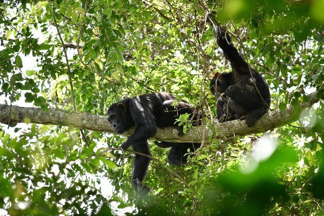 Experience Chimpanzee Trekking in Budongo Forest - Who Is This Tour Best For?