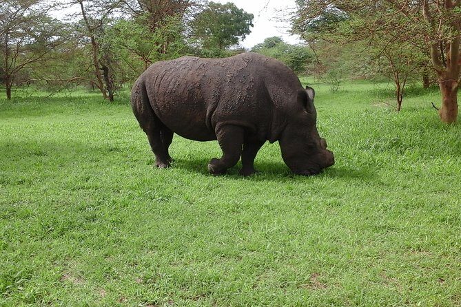 Experience Dakar-Goree-Pink Lake-Safari tour in 2 days - Value and Practical Considerations