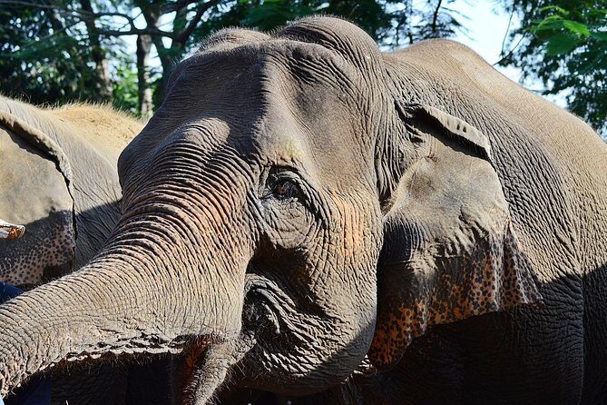 Experience Elephant Sanctuary + Sticky Waterfall - Who Should Consider This Tour?