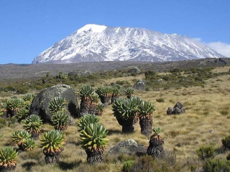 Experience Our Top Best Kilimanjaro Day Hiking Machame Route - Is This Tour Worth It?