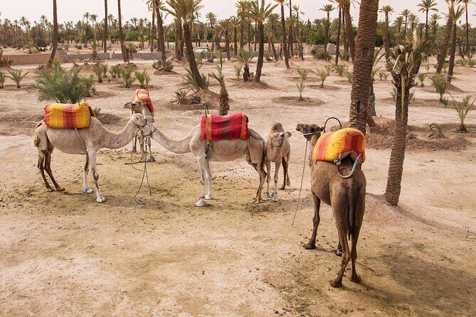 Experience Quad Bikes Camel Ride - Final Thoughts