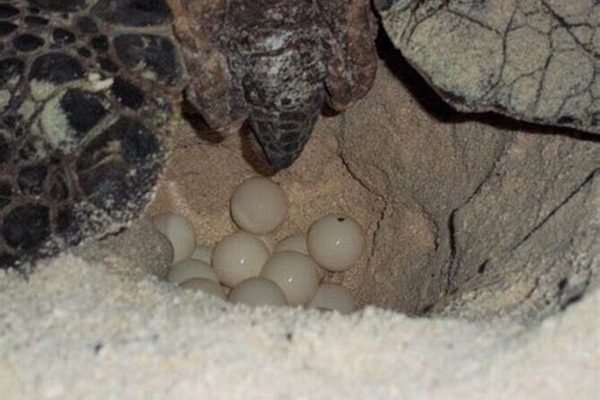 Experience with sea turtles in Boavista - Who Will Love This Tour?