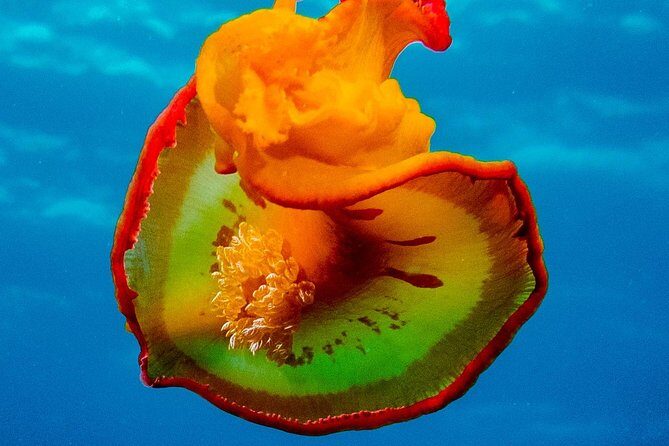 Exploration dives for experienced divers - The Guides and Equipment