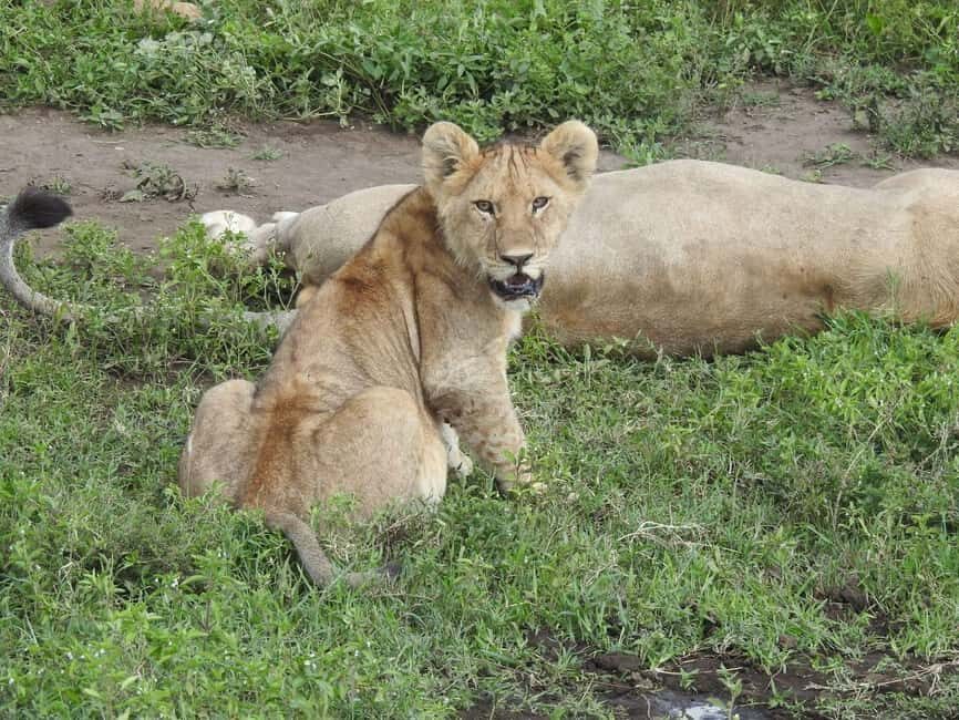 Explore a Day Trip To Tarangire National Park - Key Points