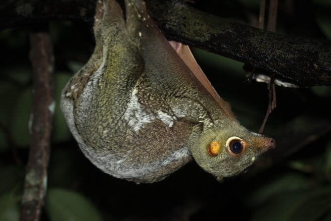 Explore a Rainforest teeming with Wildlife at Night! - The Experience and Its Value
