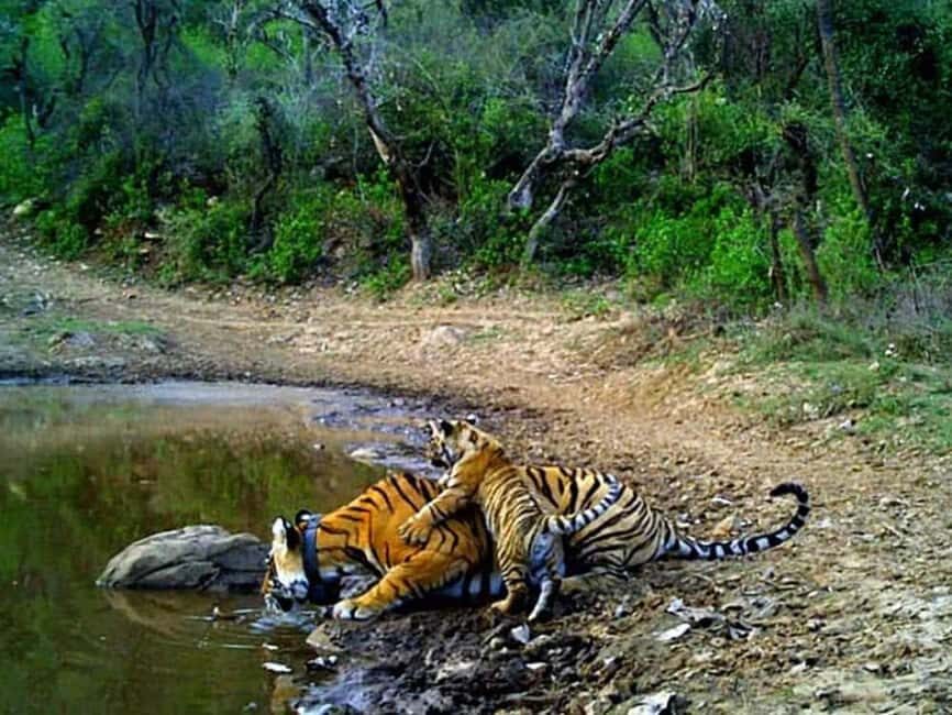 Explore Agra, Ranthambore, Jaipur & Sariska in 4 Days! - Practical Considerations