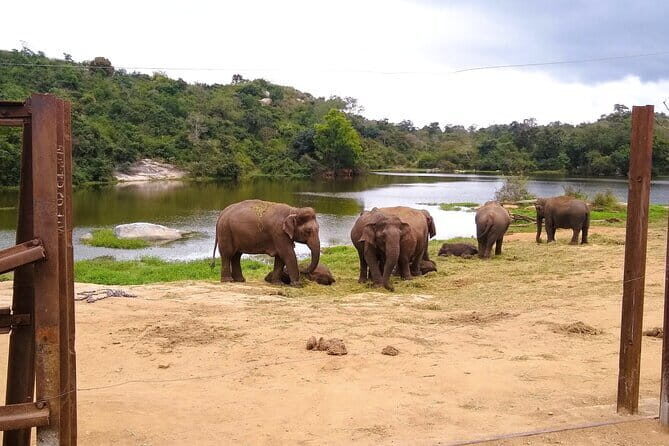 Explore Bangalores Wild Side A Memorable Bannerghatta Safari! - Why This Tour Offers Great Value