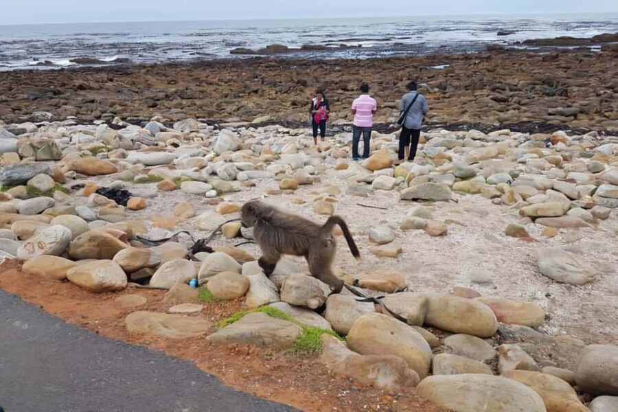 Explore: Cape of Good Hope and Penguins Full-Day Tour - Summary: Who Should Take This Tour?