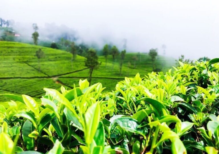Explore Countryside of Nuwara Eliya by Tuk-Tuk - The Sum Up