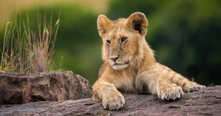 Explore Kenya: Samburu, Masai Mara & Amboseli in 9 Days Tour - Why You’ll Love This Tour