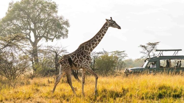 Explore Kenya's Big Five 6-Day Ol Pejeta, Nakuru & Mara Tour - The Value of This Safari