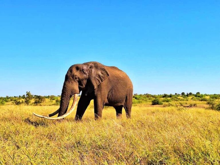 Explore Kruger Park & Sabi Sands for 4 Days & 3 Nights - What Sets This Tour Apart