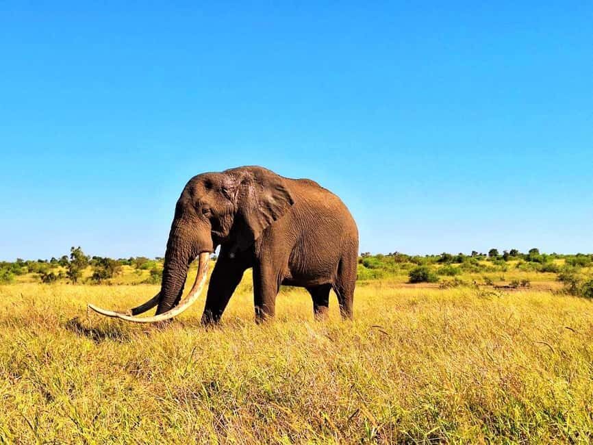 Explore Kruger Park & Sabi Sands for 4 Days & 3 Nights