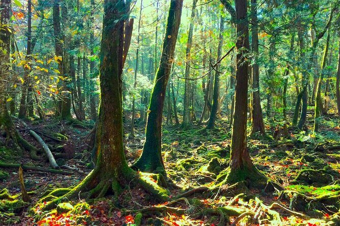 Explore Mt. Fuji Ice Cave in Aokigahara Forest - Transport and Logistics: Why They Matter