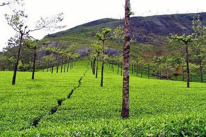 Explore Munnar Day Trip From Cochin ( By Munnar Info) - What We Learned From the Reviews