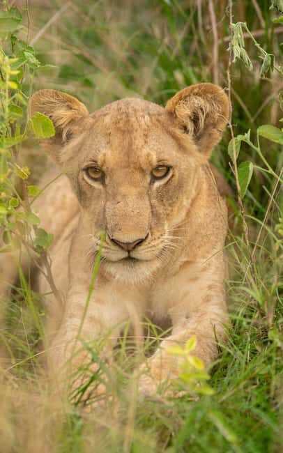 Explore Our 4 Day Tanzania Safari to Serengeti & Ngorongoro - A Closer Look at the 4-Day Tanzania Safari Experience