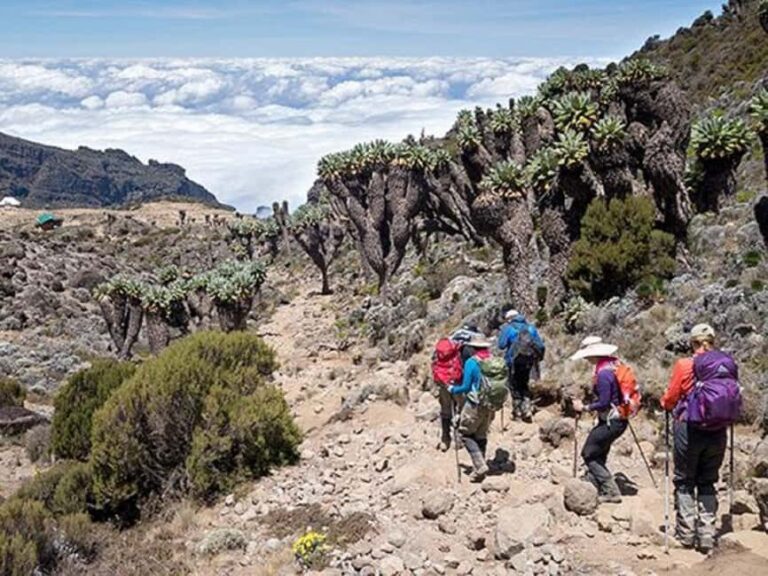 Explore the 7 Days Machame Route Climbing Kilimanjaro - Support and Included Services