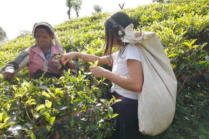 Explore the best of Ella. Hiking, waterfalls and cultural tour - Who is This Tour Best For?