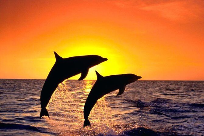 Explore the Garden Route from Port Elizabeth - 4 Days - Day 2: Exploring Knysna and Its Surroundings