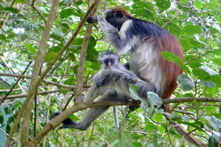 Explore The Jozani and Mangrove Forest