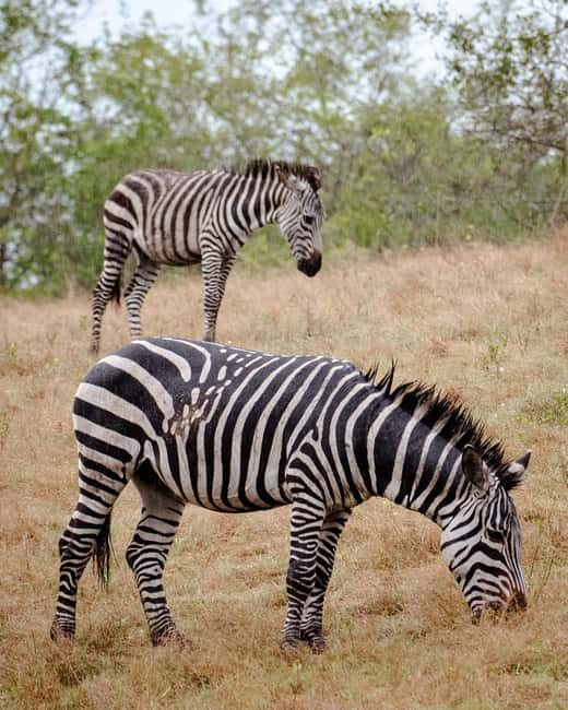 Explore The World's 2-Days Ngorongoro Crater Safari - Who Should Consider This Safari?