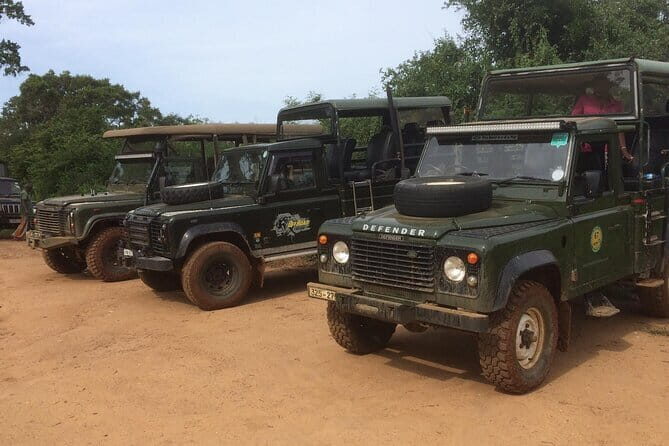 Explore Wild Wonders of Yala - Final Thoughts: Who Will Love This Experience?