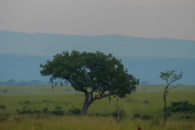 Exploring The Mighty Falls In Uganda - Day 3: Final Safari Moments & Return