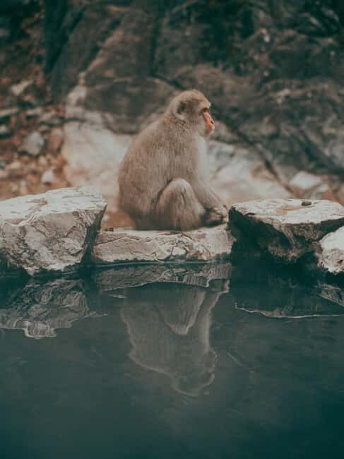 F: Tokyo:Nagano snow monkey/Zenko Ji temple private day tour - What to Expect from the Tour