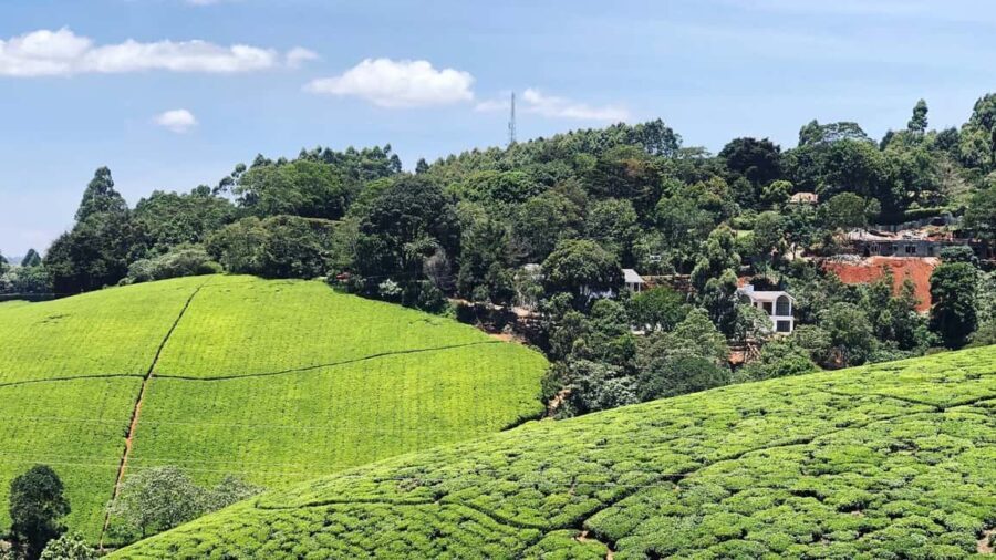 Fair view coffee farm and Factory half day tour in Nairobi. - FAQ