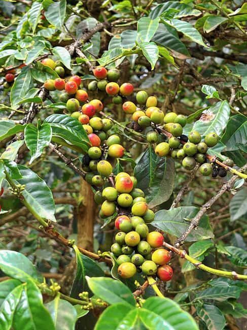 Fairview Coffee Estate Tour From Nairobi - Who Should Consider This Tour?
